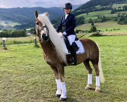 Pferd Maximus (Haflinger, von liz. 121/T Walddorf)