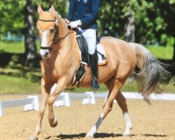 broodmare Golden Violet C (German Riding Pony, 2003, from Golden Dancer)