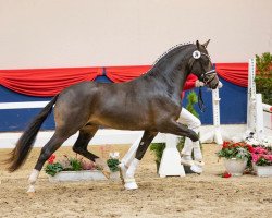 stallion Habitus WE (German Riding Pony, 2020, from Herzzauber D)