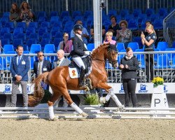 dressage horse DSP Damon Touch S (German Riding Pony, 2019, from Diamond Touch NRW)