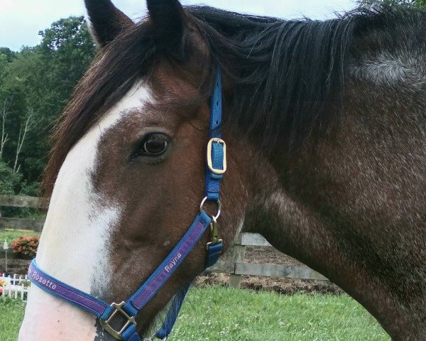 broodmare Blackgate Rosette (Clydesdale, 2001, from Armageddon's Lord Aaron)