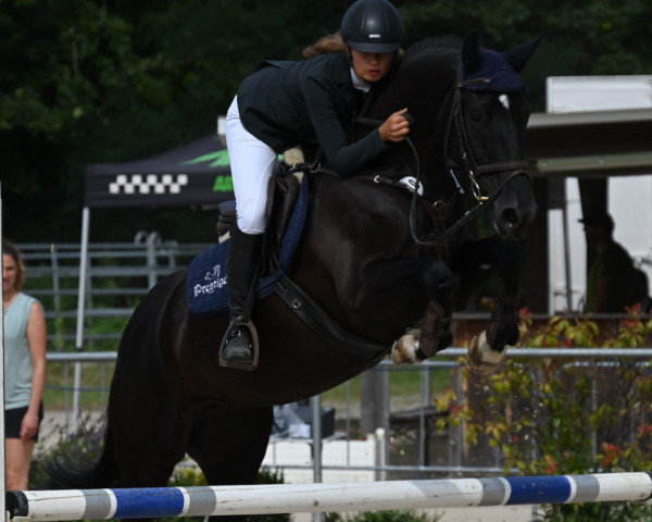 Springpferd S Kokay van de Leeuwerik (Zangersheide Reitpferd, 2017, von Solid Gold Z)