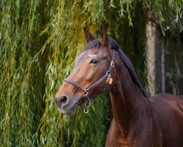 Springpferd Leonie Löwenherz (Westfale, 1998, von Lamoureux II)