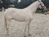 dressage horse Oriana 20 (German Riding Pony, 2019, from Okawango Alpha)