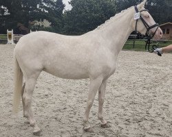 dressage horse Oriana 20 (German Riding Pony, 2019, from Okawango Alpha)