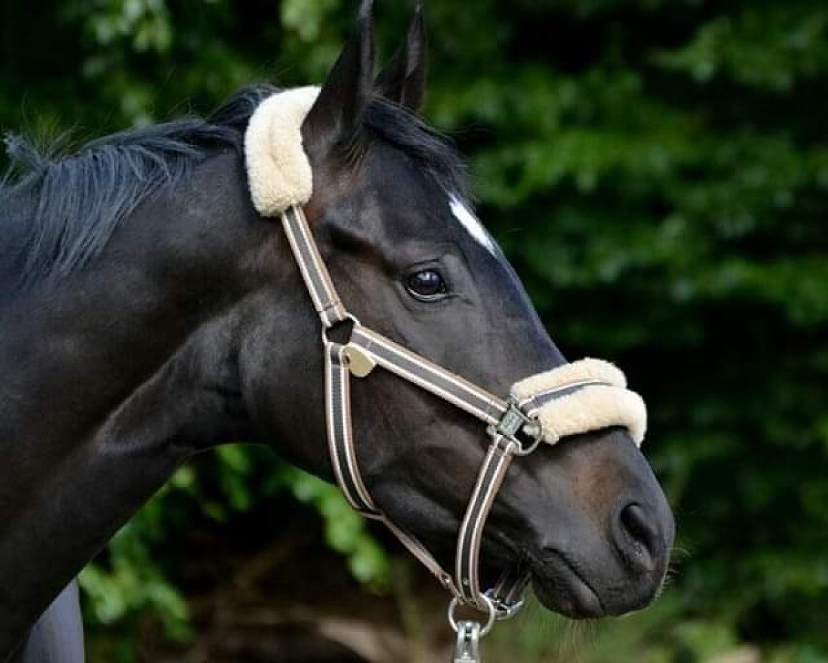 broodmare September Breeze (Hanoverian, 2013, from Spörcken)