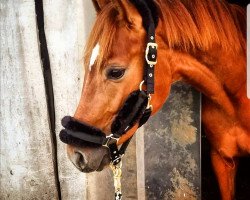 dressage horse Scirocco R (German Warmblood, 2019, from Sir Heinrich OLD)