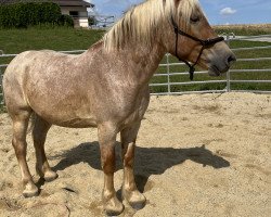 Pferd Wallach aus Emilio x Nelly (Rheinisch-Deutsches Kaltblut, 2018, von Emilio)