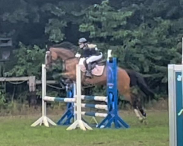 broodmare Rashieda (German Riding Pony, 2017, from Rob Roy van Het Klavertje)