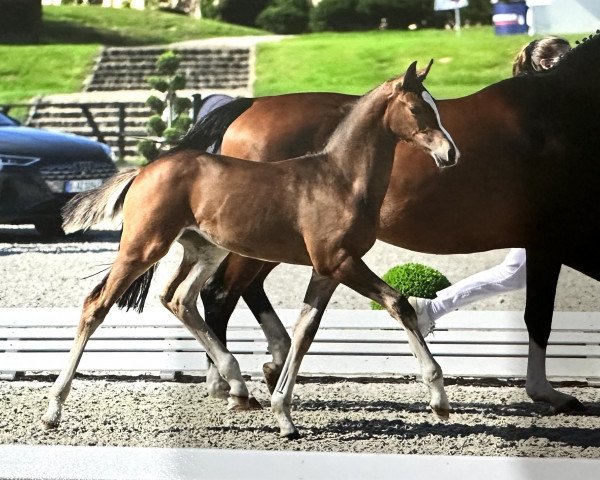 Springpferd Zissy (Oldenburger Springpferd, 2023, von Zinedream)