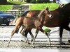 jumper Zissy (Oldenburg show jumper, 2023, from Zinedream)