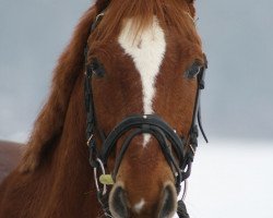 Pferd Waldruf 6 (Trakehner, 1989, von Gelria)