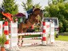 jumper Balance 33 (German Sport Horse, 2012, from Belissimo NRW)