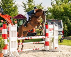 jumper Balance 33 (German Sport Horse, 2012, from Belissimo NRW)