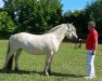 broodmare Liv von der Amalienruh (Fjord Horse, 2007, from Hermanto N.2711)