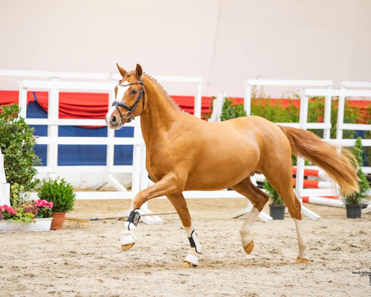 stallion GvK Daily Star WE (German Riding Pony, 2020, from Dallmayr K)