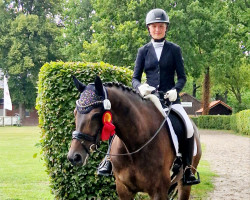 dressage horse Invivo Amigo (Trakehner, 2012, from Abendtanz)