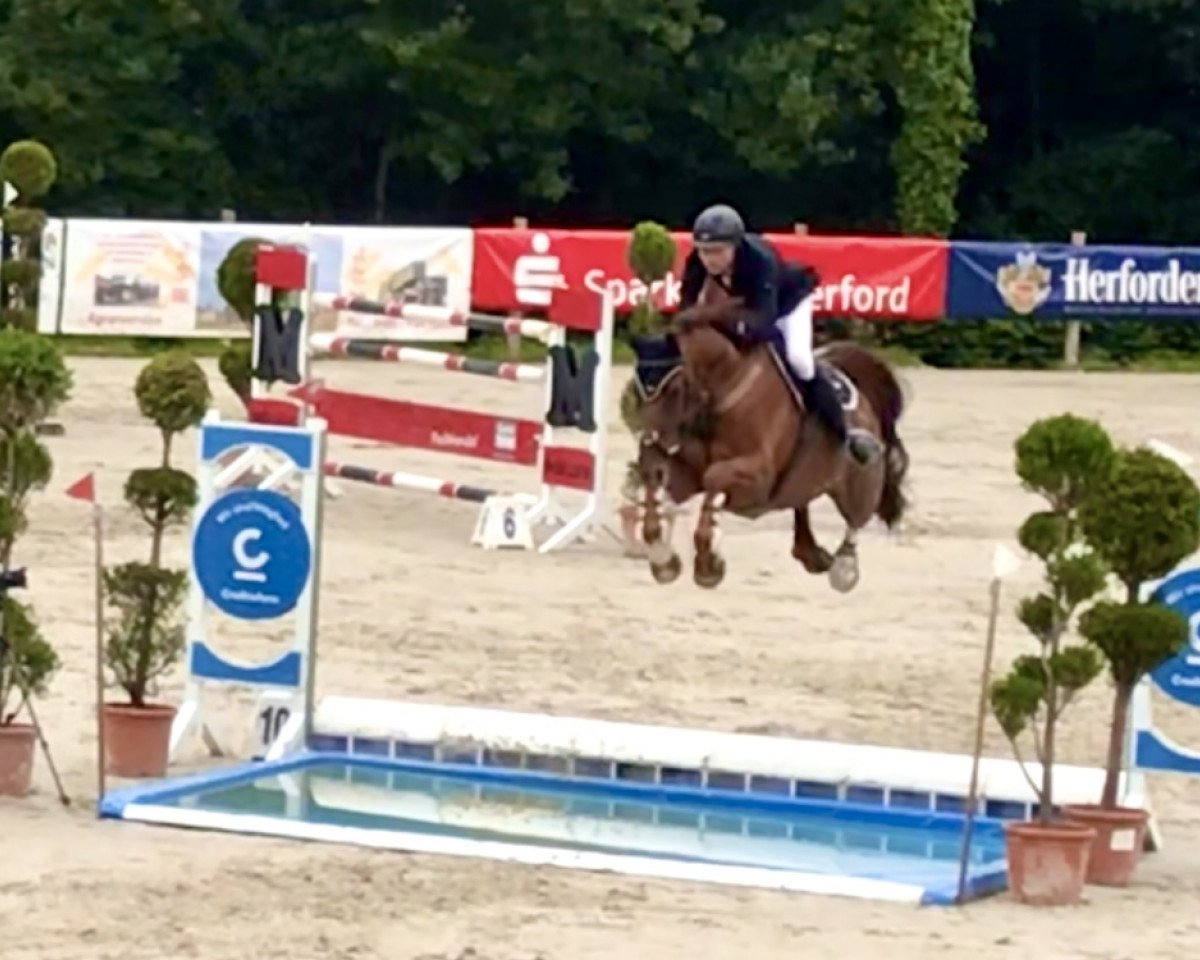 jumper Piece of Cake 2 (Hanoverian, 2009, from Perigueux)