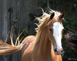 dressage horse Kiss me Quick (Trakehner, 2021, from Zauberdeyk)