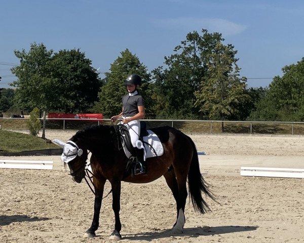 broodmare Passion Rainbow (Trakehner, 2017, from Unbekannt)