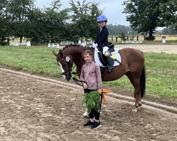 Springpferd Quinto (Deutsches Reitpony, 2012, von Quaterback's Junior)