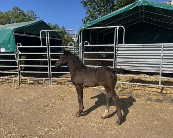 broodmare Passion Moonlight (Tinker-Mix / Pinto Tinker / Crossbreed, 2023)