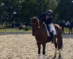 dressage horse Buccaneer Sun (Hanoverian, 2017, from Buckingham)