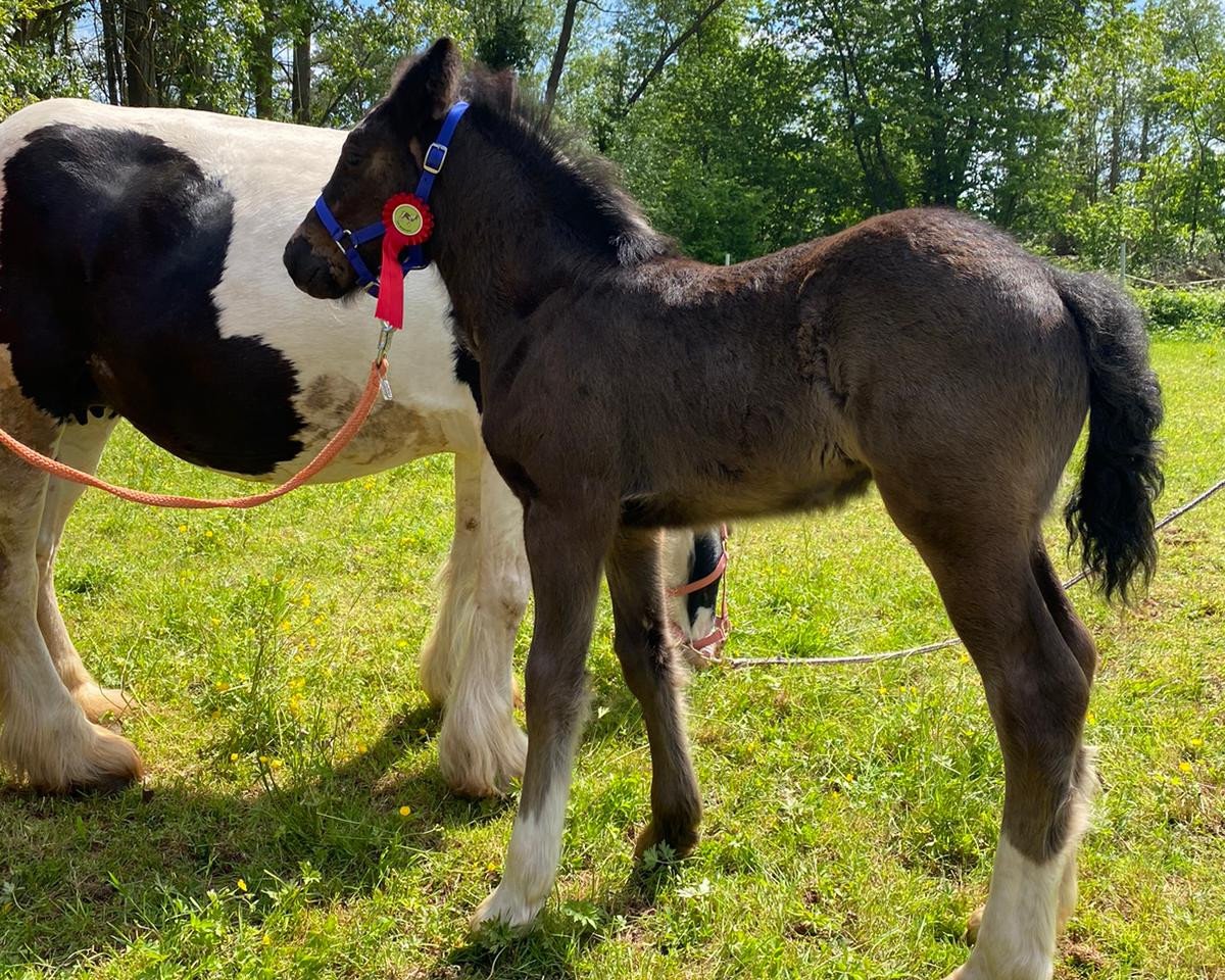 Deckhengst Black Storm (Tinker / Irish Cob / Gypsy Vanner, 2023)