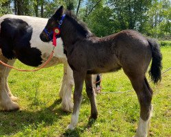 stallion Black Storm (Tinker / Irish Cob / Gypsy Vanner, 2023)