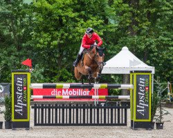 jumper Jirsinaa (KWPN (Royal Dutch Sporthorse), 2014, from Arezzo VDL)