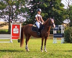 Springpferd Mirell (Deutsches Reitpony, 2011, von Krazy King)