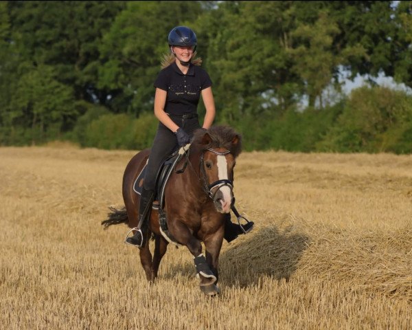 dressage horse Torro 56 (unknown, 2002)