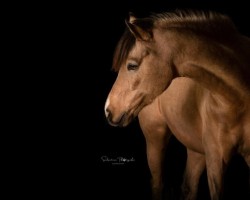 dressage horse Do It Well 4 (German Riding Pony, 2015, from Darubi Gold)