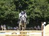 jumper Macan 5 (Swedish Warmblood, 2017, from Insider VDL)