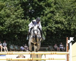 jumper Macan 5 (Swedish Warmblood, 2017, from Insider VDL)