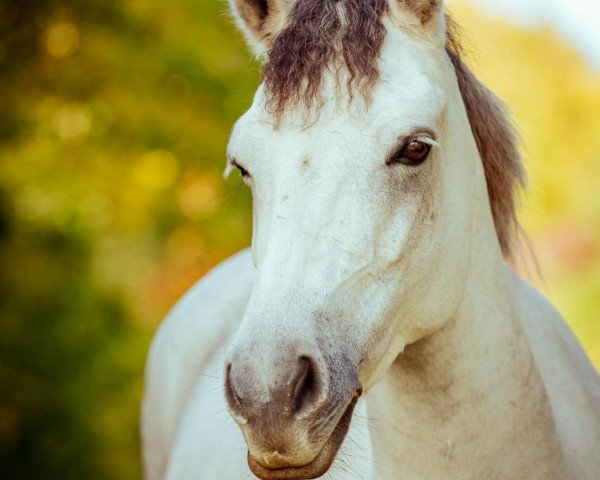 dressage horse Cluainte Rose (Connemara Pony, 2016, from Moyvoon Star)