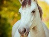 dressage horse Cluainte Rose (Connemara Pony, 2016, from Moyvoon Star)