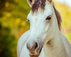 Dressurpferd Cluainte Rose (Connemara-Pony, 2016, von Moyvoon Star)