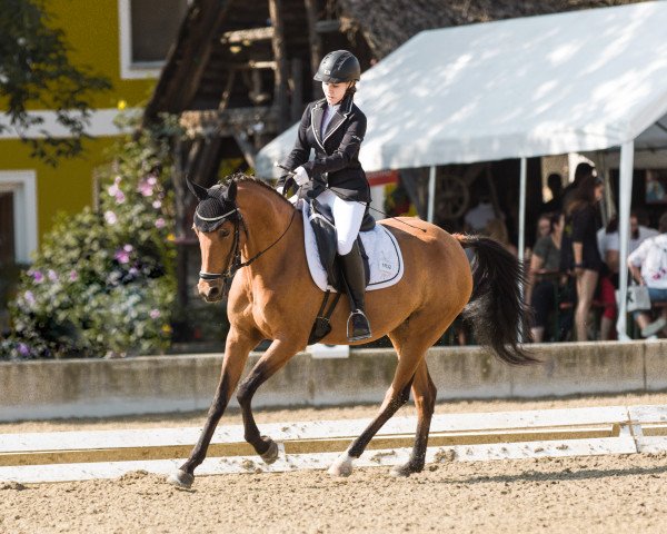 Dressurpferd Bz Arianne (Welsh Partbred, 2017, von Cavallo du Bois)