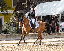 Dressurpferd Bz Arianne (Welsh Partbred, 2017, von Cavallo du Bois)