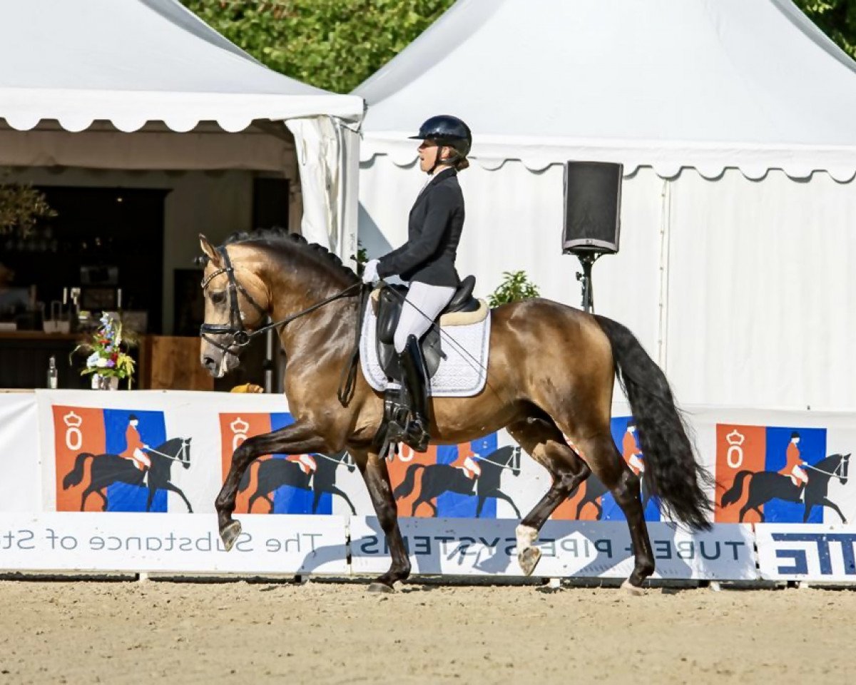 stallion Golden Nugget 11 (German Riding Pony, 2018, from Golden West NRW)