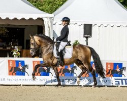 stallion Golden Nugget 11 (German Riding Pony, 2018, from Golden West NRW)