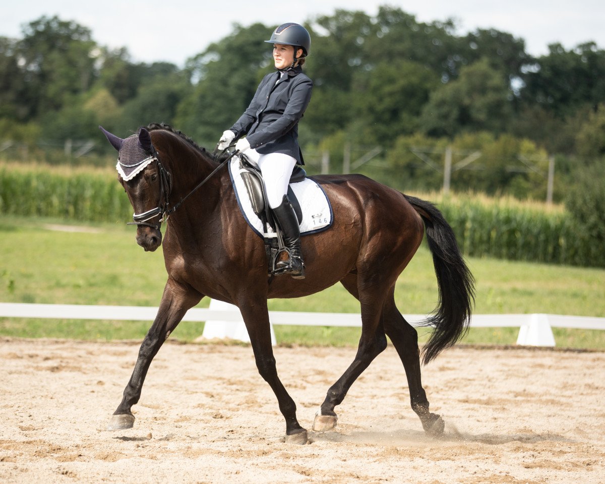 dressage horse Hot Sunshine (Württemberger, 2011, from Hot Spirit)