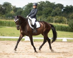 dressage horse Hot Sunshine (Württemberger, 2011, from Hot Spirit)