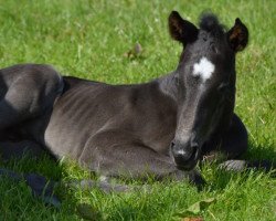 Springpferd emilio hgl (Holsteiner, 2023, von Emeron)