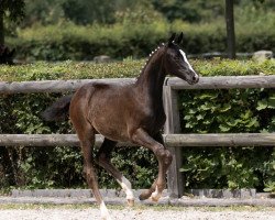 Dressurpferd Glamoury Lady (Trakehner, 2023, von Niagara 34)