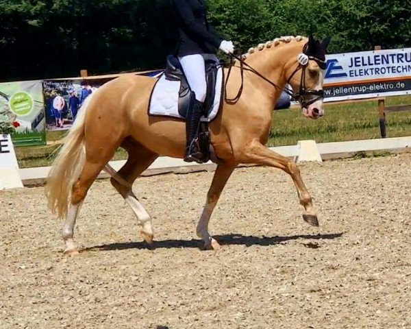 broodmare Nice to meet you NET (German Riding Pony, 2018, from Numerus Clausus)