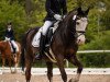 dressage horse Collenna Phantom (Welsh-Cob (Sek. C), 2004, from Tyreos Survivor)