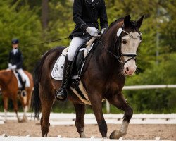 dressage horse Collenna Phantom (Welsh-Cob (Sek. C), 2004, from Tyreos Survivor)