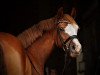 dressage horse La Bell Tricolore (German Riding Pony, 2018, from Kastanienhof Manhattan)